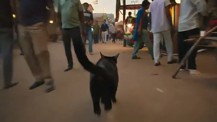 A black cat walks away from the camera down a busy street market at dusk, with warm ambient lighting from nearby stalls and people milling about on both sides